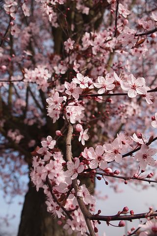 cherry-blossom-444402__480