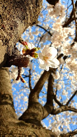 cherry-blossom-5116588__480