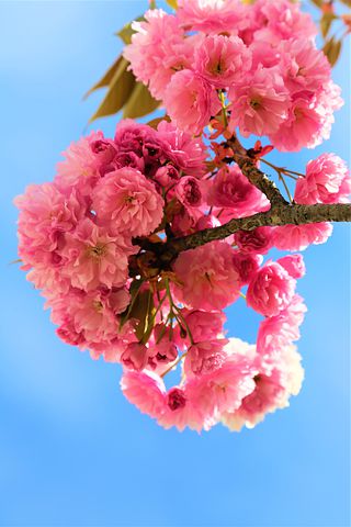 flowers-5612603__480