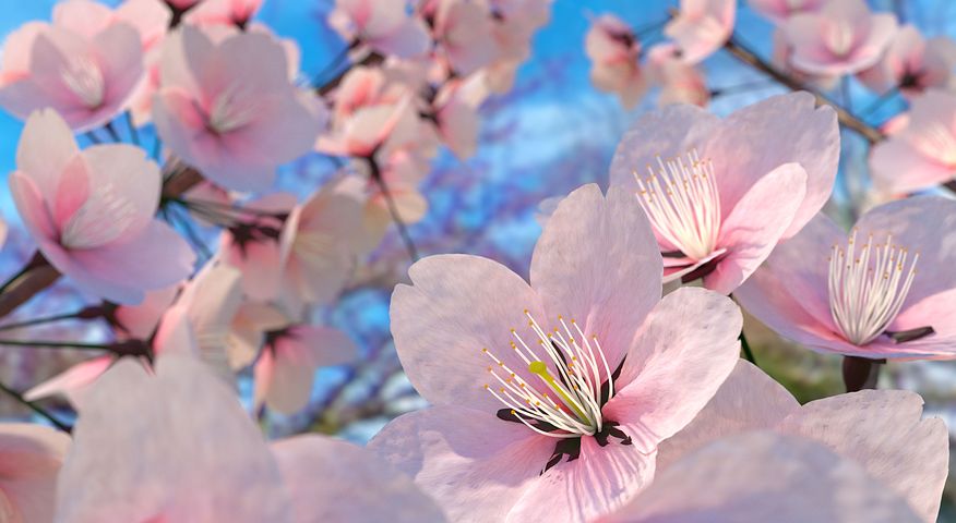 sakura-flower-1490394__480